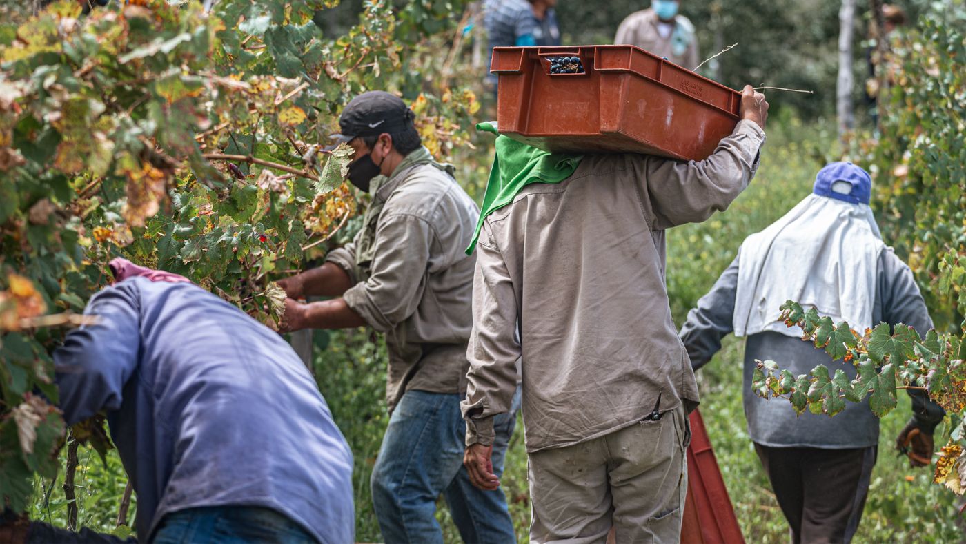 Squadra al lavoro nella vendemmia, con cassette di uva raccolta